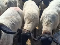 Sheep, White Suffolk sheep — photo 1