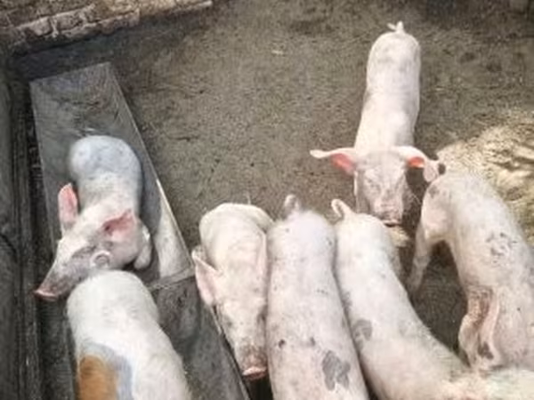 Prasata (šarže, pohlaví neuvedeno), Prasata — Maďarsko