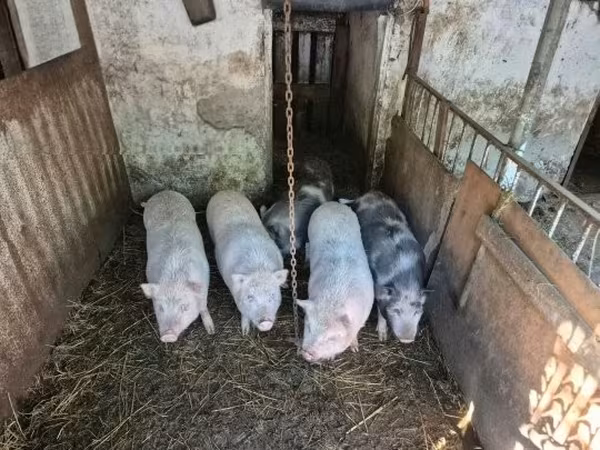 Porcs (lot, sexe non indiqué), Porcs — Hongrie