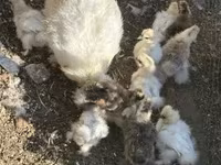 Seidenhuhn — Foto 1