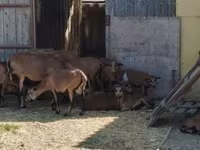公羊, Cameroon sheep — 照片 1