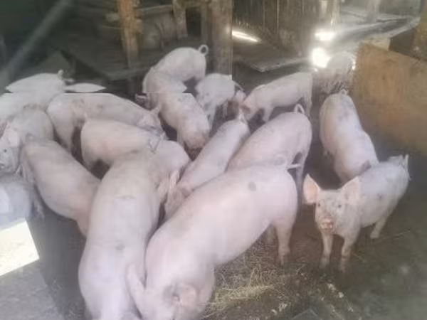 Säue, Schweine — Ungarn