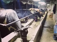 母牛, Cattle — 照片 1