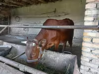 Bika, Red Estonian cattle — 3. fotó