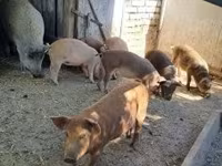 Cerdos (lote, sexo no especificado), Мангалица — foto 2