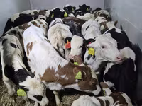 Taureau, Simmental cattle — photo 1