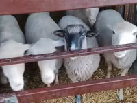 Kos, Merino sheep — 3. fotó