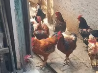 Chickens — Foto 4