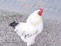 Chickens — फ़ोटो 3
