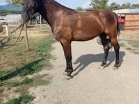 Kanca, Hungarian horse breed — 4. fotó
