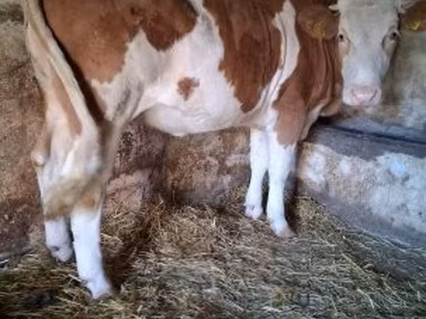 Cow, Simmental cattle — Hungary