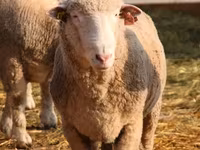 Kos, Suffolk sheep — 4. fotó