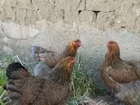 Brahma — Foto 3