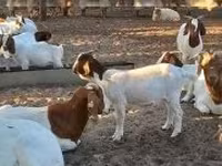 母牛, Cattle — 照片 8