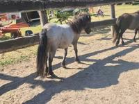 母马, Shetland Pony — 照片 3