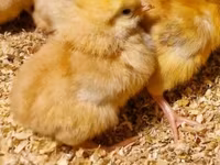 Chickens — Foto 4