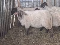 母羊, Ile-de-France sheep — 照片 2