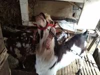 Nőstény kecske, Beetal goats — 2. fotó