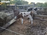 Bika, Simmental cattle — 2. fotó