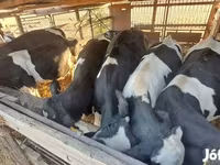 ثور, Russian Black pied cattle — الصورة 2