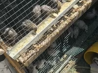 Quails — zdjęcie 1