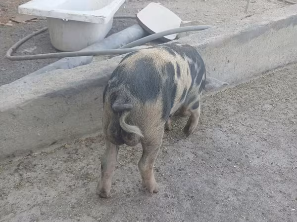 Boar, Pigs