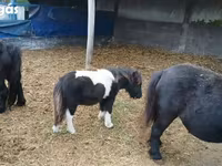 Caballo, Shetland Pony — foto 8