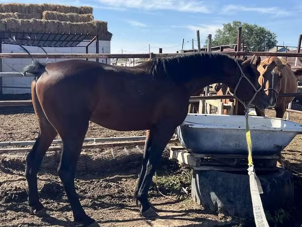 Hing, Standardbred