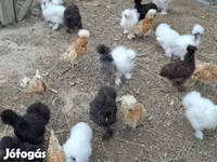 Датская несушка — фото 7