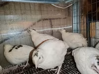 Chickens — photo 3