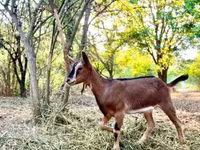 Goat, Goats — photo 7