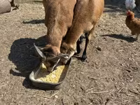Kos, Cameroon sheep — 2. fotó