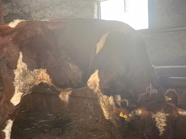 Bull, Cattle