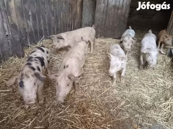 Pigs (batch, sex not specified), Pigs — Hungary