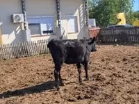 Vaca, Ganado vacuno — foto 4