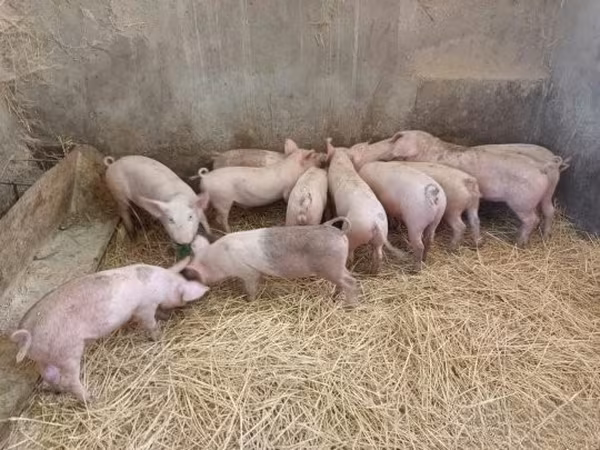 母猪, Pigs