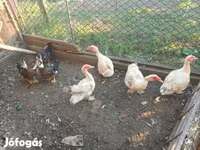 Ducks — foto 1