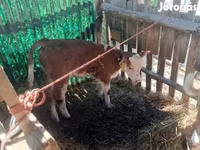 Toro, Simmental cattle — foto 5