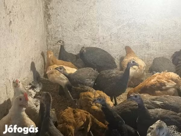 Guinea fowl