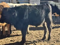 Bull, Aberdeen-Angus — photo 1