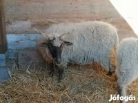 भेड़, Racka sheep — फ़ोटो 5