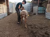 Schafe (Partie, Geschlecht nicht angegeben), Arashan sheep — Foto 5