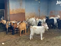 Cabras (lote, sexo no especificado), Cabras — foto 1
