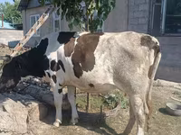 بقرة, Russian Black pied cattle — الصورة 2