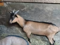 Bak, Alpine goat — 1. fotó