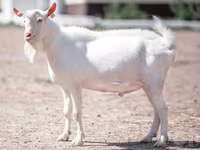 Bak, Saanen goat — 2. fotó