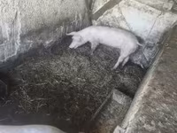 Säue, Schweine — Foto 3