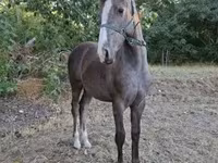 Caballo, Caballos — foto 6