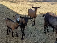 公山羊, Alpine goat — 照片 3