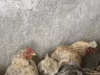 婆罗门鸡 — 照片 4